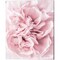 Pink Carnation Crop by Elise Catterall 16" x 20" Canvas Wall Art